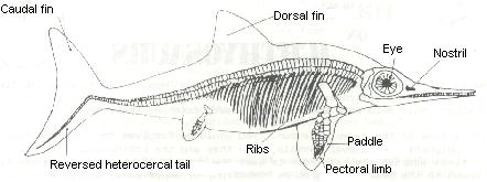 Shark Morphology