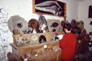 Charmouth Fossil Shop. Learn how to prepare, preserve and go hunting